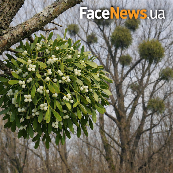 Як омела розмножується: роль птахів і липких ягід