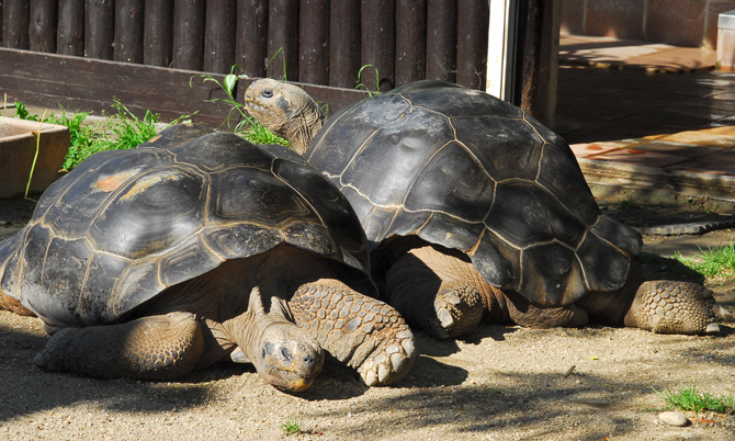 Черепахи расстались после 50 лет брака
