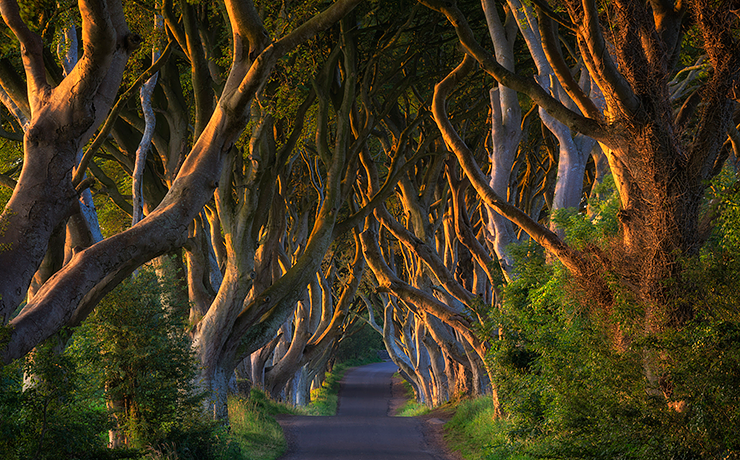 Гороскоп друидов бук 