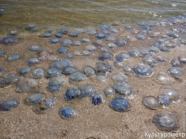 Медузы атакуют пляж  Одессы