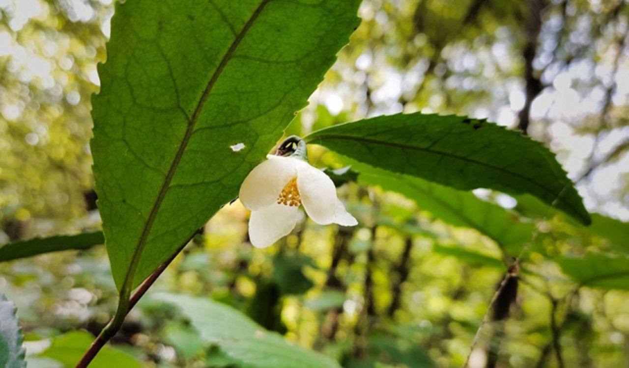 На Закарпатье зацвел чай в октябре (фото: mukachevo.net)