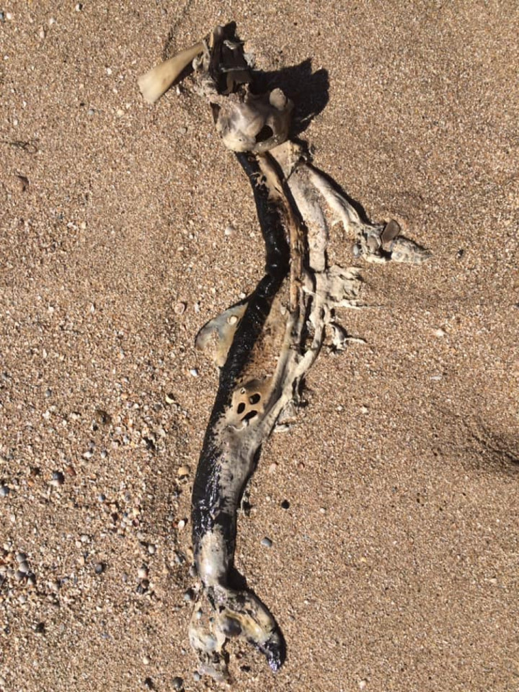 На запорожском курорте море выбросило на берег мертвых дельфинов