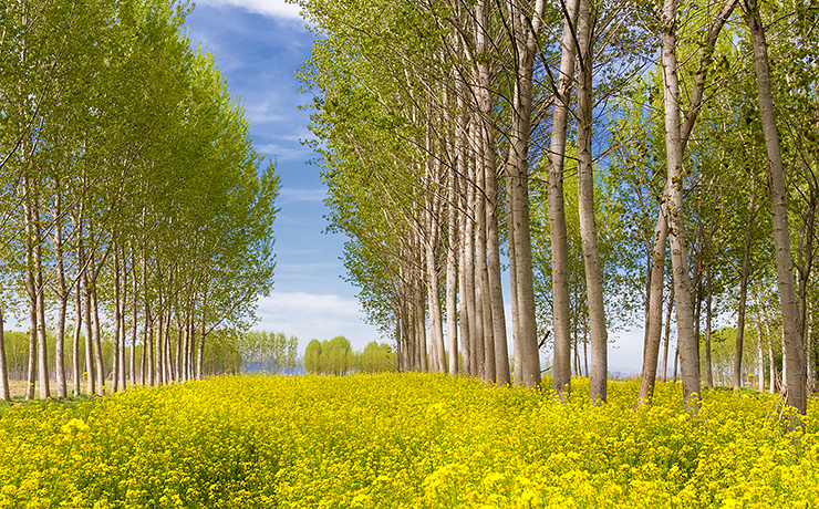 Гороскоп друидов тополь 