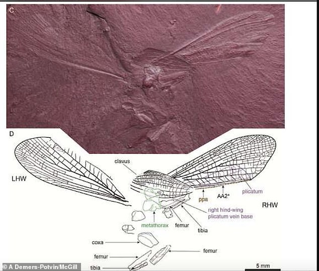 Ученые нашли останки насекомого, жившего на Земле 100 млн лет назад