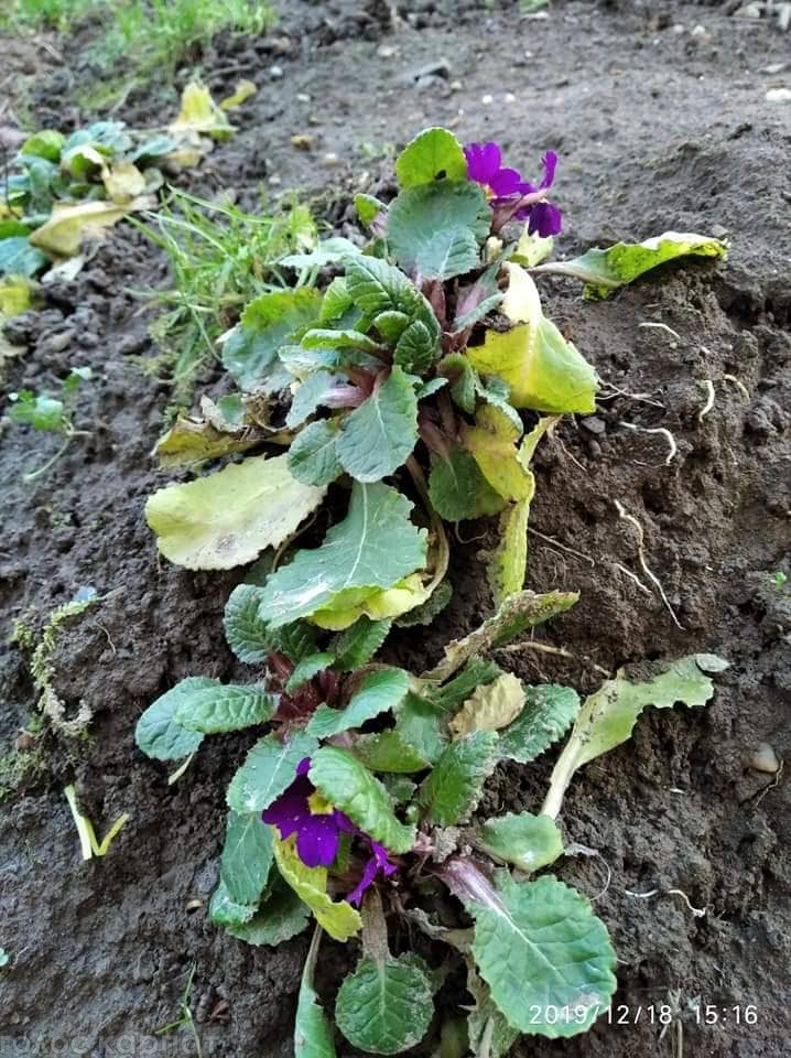 Зацвели цветы в декабре