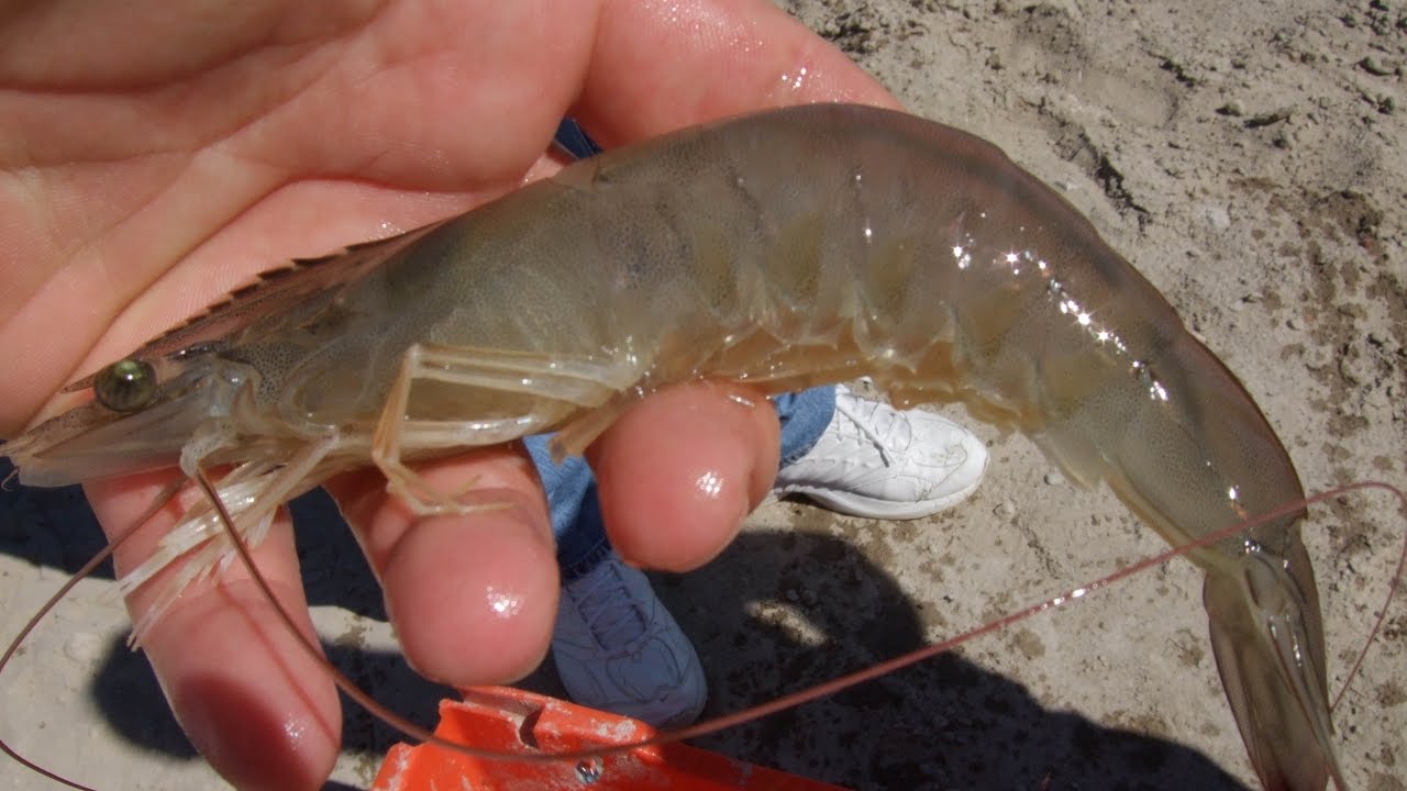 Ученые обнаружили кокаин в речных креветках из Британии