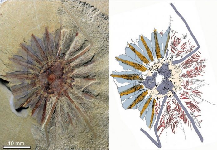 В Китае нашли останки загадочного животного возрастом 500 млн лет
