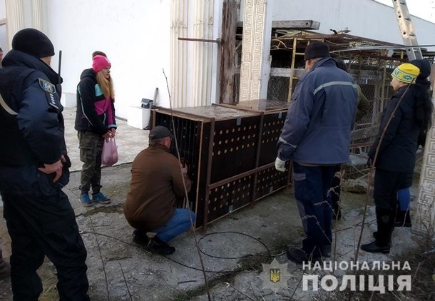В Киеве полиция изъяла шесть тигров