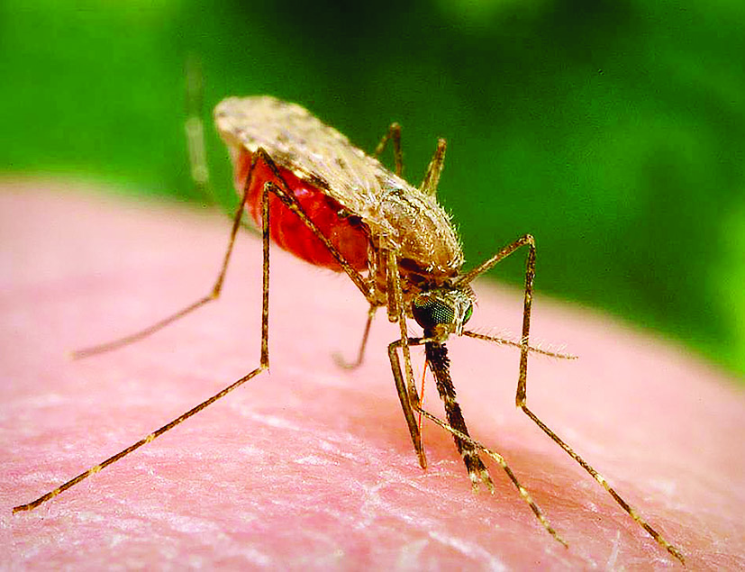 Малярия в Украине