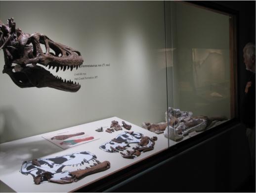  Скелет детеныша тираннозавра продают. Фото: ebay