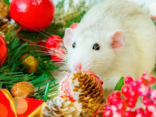 Приметы на Новый год 2020