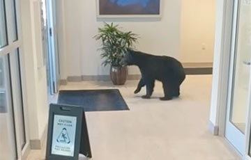 Медведь спокойно бродил по помещению