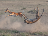 "Гепарды охотятся в Масаи-Мара", Национальный заповедник Масаи-Мара, Кения. Фото: И Лю