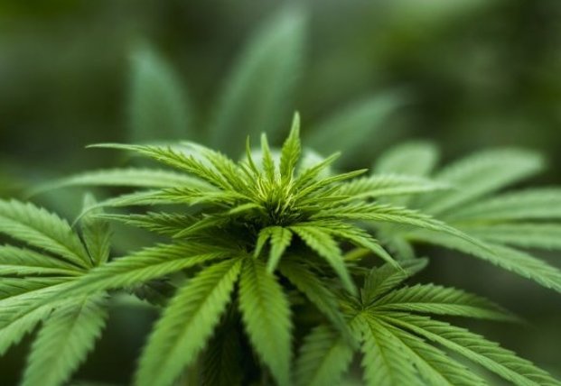 Легализовали марихуану в грузии управление по контролю за оборотом наркотиков тверь