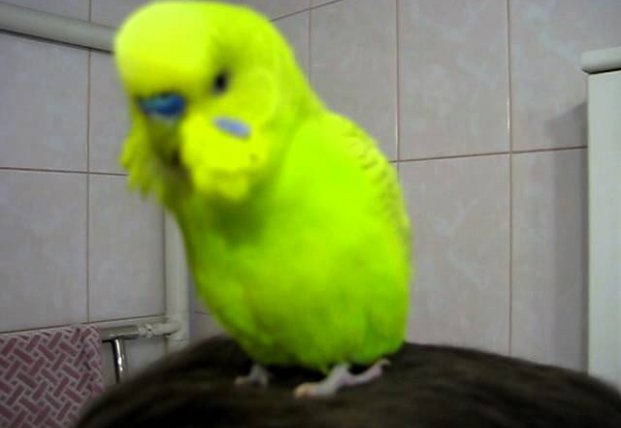 Каштинки по запшоÑу «ГоÑпода, откшойте клетку! Хочу летать!»