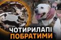 Чотирилапі сапери: Як собаки допомагають Україні розміновувати території