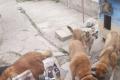 АТБ, U-Hearts та CLUB 4 PAWS передали 2 тонни корму для притулків у прифронтових регіонах