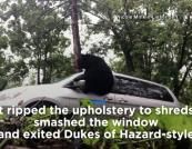 Ведмідь заліз в автівку за солодощами: інцидент у США потрапив на відео