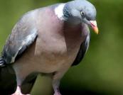 В Швейцарии решили бороться с голубями при помощи беспилотников (видео)