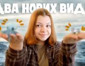 Відкриття Нових Видів: Від Розумних Білух до Крихітних Слимаків та Гнізда на Ford