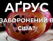 Аґрус під забороною: чому напівпрозора ягода десятиліттями була поза законом у США