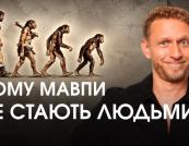 Чому мавпи не стають людьми: біолог розвінчує поширені міфи про еволюцію