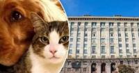 Видихаємо, хвостики! Дивні заборони для домашніх улюбленців у Києві поки не діятимуть