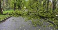 У Києві негода повалила понад 300 дерев: комунальники працюють у посиленому режимі