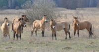 У Чорнобилі вперше помітили гібридів коней Пржевальського (фото)