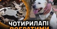 Чотирилапі сапери: Як собаки допомагають Україні розміновувати території