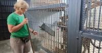 Всесвітній тиждень зоокіпера: як працюють з хижаками в Миколаївському зоопарку