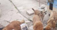 АТБ, U-Hearts та CLUB 4 PAWS передали 2 тонни корму для притулків у прифронтових регіонах
