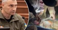 Кияни вимагають заборонити «живі куточки» в дитсадках через стрес тварин та алергії у дітей