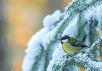 Київ накриють шалені морози до -25°C з 30 січня