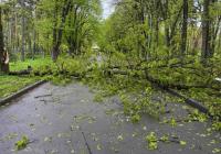 У Києві негода повалила понад 300 дерев: комунальники працюють у посиленому режимі