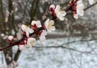 В Україну знову йдуть заморозки та сильні пориви вітру