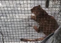 Росіяни вдарили по "Фельдман екопарку" під Харковом: загинула більшість птиці, поранені леви (відео)