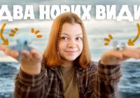 Відкриття Нових Видів: Від Розумних Білух до Крихітних Слимаків та Гнізда на Ford