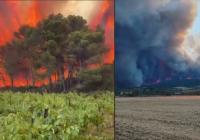 Європа у вогні: кілька країн охопили масштабні лісові пожежі через аномальну спеку (відео)