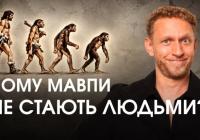 Чому мавпи не стають людьми: біолог розвінчує поширені міфи про еволюцію