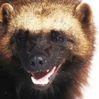 Владимир Здесь