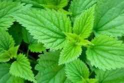 Витамины, растущие под ногами: какая весенняя зелень самая полезная