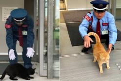 Коты, два года пытающиеся зачем-то попасть в музей, становятся звездами Интернета