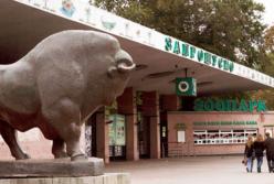 Коллекция киевского зоопарка оказалась под угрозой