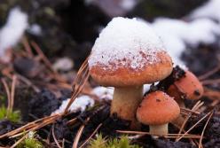 Сибирские холода и снег в октябре: климатолог рассказала, какой будет осень-2021