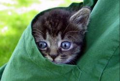 ​Как милая Мурка и ласковый Барсик будут потрошить ваши карманы