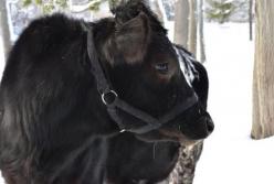 Сбежавшая на Аляске родео-корова уже полгода наслаждается свободой, так как никто не может ее поймать