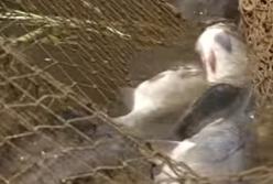 За рибу – гроші? Доки МінАПК буде продавати посади?