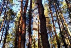 В Луганській області на місці масштабних лісових пожеж знайдено засоби і  знаряддя підпалу