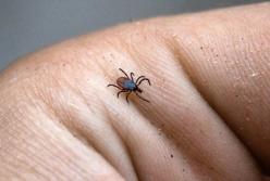 Бомба с часовым механизмом: какая опасность исходит от клещей